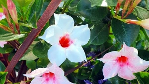 Wystaw na słońce, podlewaj rzadko. Kwiaty będą zachwycać przez cały sezon