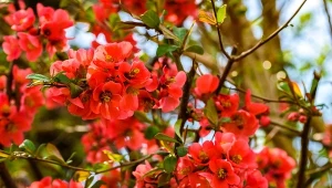 Posadź w majówkę. Latem obsypią się kwiatami bez wysiłku