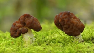 Piestrzenica kasztanowata - jadalna czy nie?