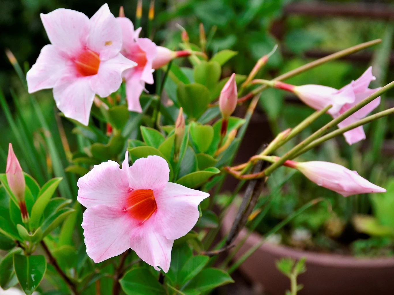 Różowe kwiaty dipladenii o szerokich płatkach i intensywnie pomarańczowych gardzielach, otoczone zielonymi liśćmi i nierozwiniętymi pąkami na tle rozmazanej zieleni ogrodowej.