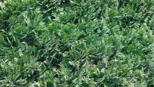 Żelazny jałowiec przykryje każdy zakątek ogrodu. Lepszy od trawy