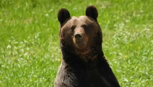 Zbieracze poroża podchodzą niebezpiecznie blisko gawr niedźwiedzi