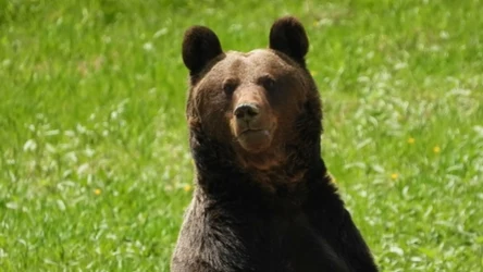 Zbieracze poroża podchodzą niebezpiecznie blisko gawr niedźwiedzi