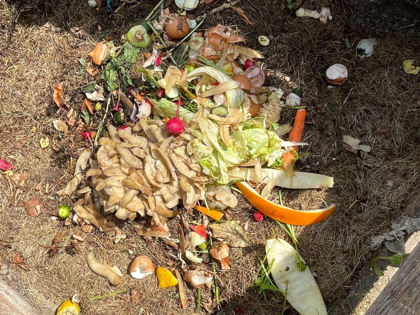 stos odpadków organicznych składający się głównie ze skórek bananów, liści sałaty, resztek owoców i warzyw oraz rozbitych skorupek jaj leżących na suchej trawie lub ziemi