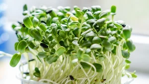 Salmonella u 50 osób w kilku krajach. Trop wiedzie do jednego produktu