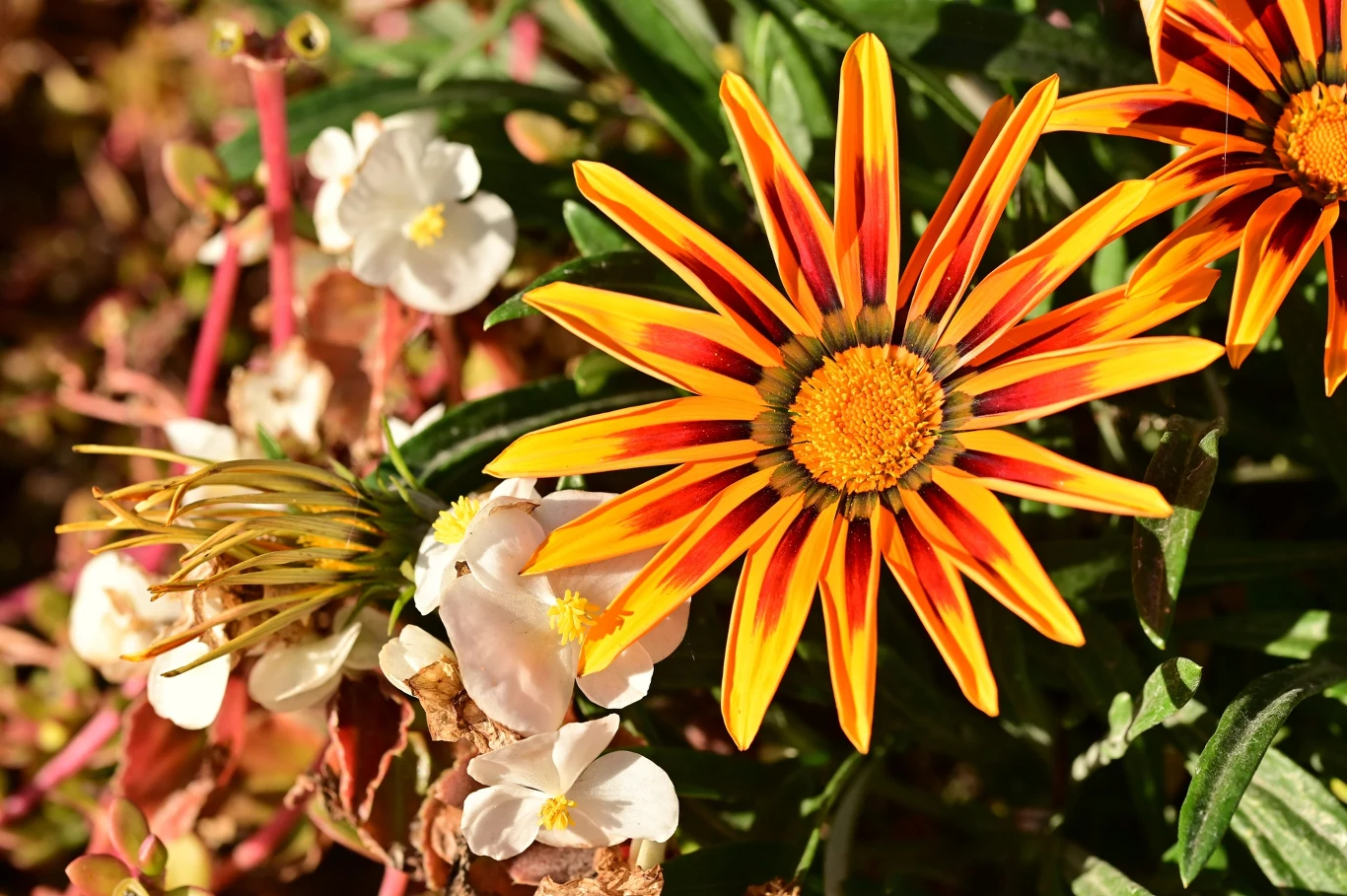 Gazania dobrze toleruje upał, a nawet suszę Gazania o żółto-pomarańczowych płatkach z ciemnymi paskami wśród białych kwiatów i zielonych liści