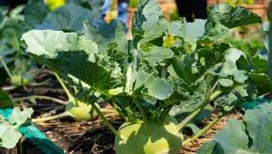 Duża, soczysta i bez włókien. Wystarczy robić jedną rzecz przy kalarepie 