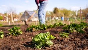 Zanim sypniesz na grządki, zrób ważną rzecz. Kompost będzie żyźniejszy
