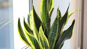 Tylko trzy składniki. Wężownica będzie wypuszczać liść za liściem