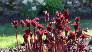 Prawda o mrówkach na piwoniach. Mało kto o tym wie