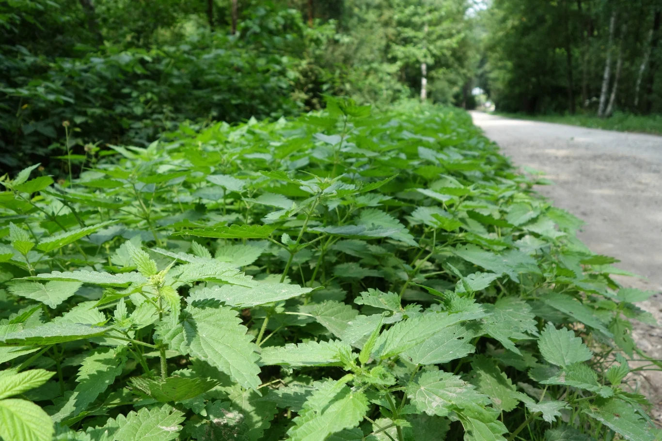 Gęste zarośla pokrzywy rosnące wzdłuż leśnej ścieżki otoczonej drzewami.
