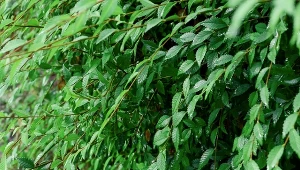 Chcesz żywopłot na już? Mało znany krzew rośnie błyskawicznie i gęsto