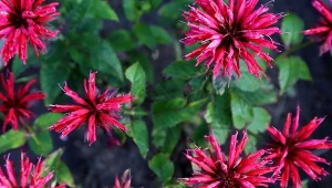 Posadź to w maju, a ogród szybko nabierze koloru. Lista niezawodnych roślin