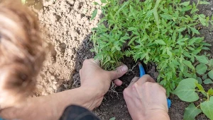 Pierwszy raz spryskaj po posadzeniu. Chroni i wzmacnia pomidory