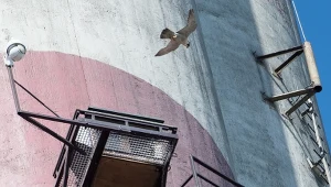 Sokół wędrowny na kominie gdyńskiej elektrociepłowni 