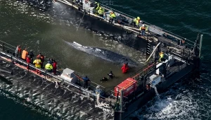 Humbak z Morza Bałtyckiego kieruje się na Atlantyk na wielkiej barce