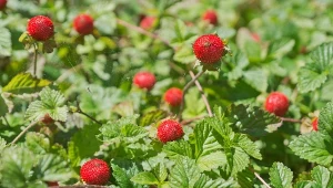 Wygląda jak poziomka, a jest byliną. Wypełnia puste miejsca pod drzewami