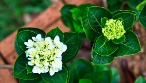 Hortensje będą kwitły jak w katalogu. Bez mszyc i innych szkodników