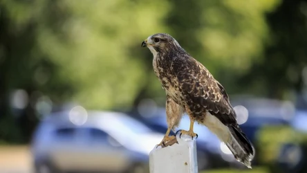 Myszołowy lubią przesiadywać na słupkach, palikach - także tych przy drogach