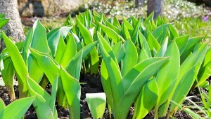 Dlaczego tulipany odmawiają kwitnienia?