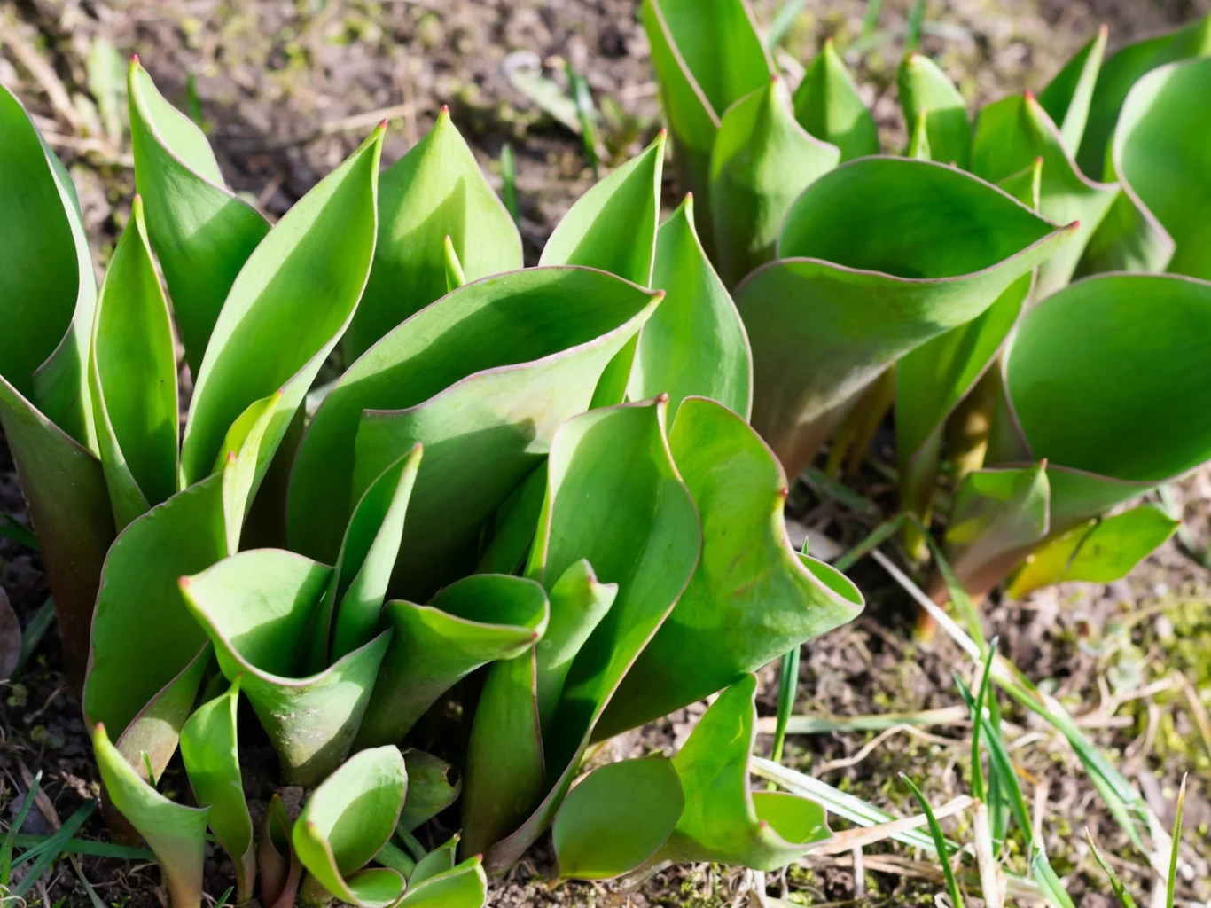 Młode zielone liście tulipanów wyrastające z ziemi w ogrodzie, skupione w gęstych kępach na tle gleby.