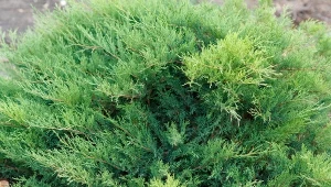 Posadź jałowiec tam, gdzie trawnik nie rośnie, a szybko przykryje glebę.