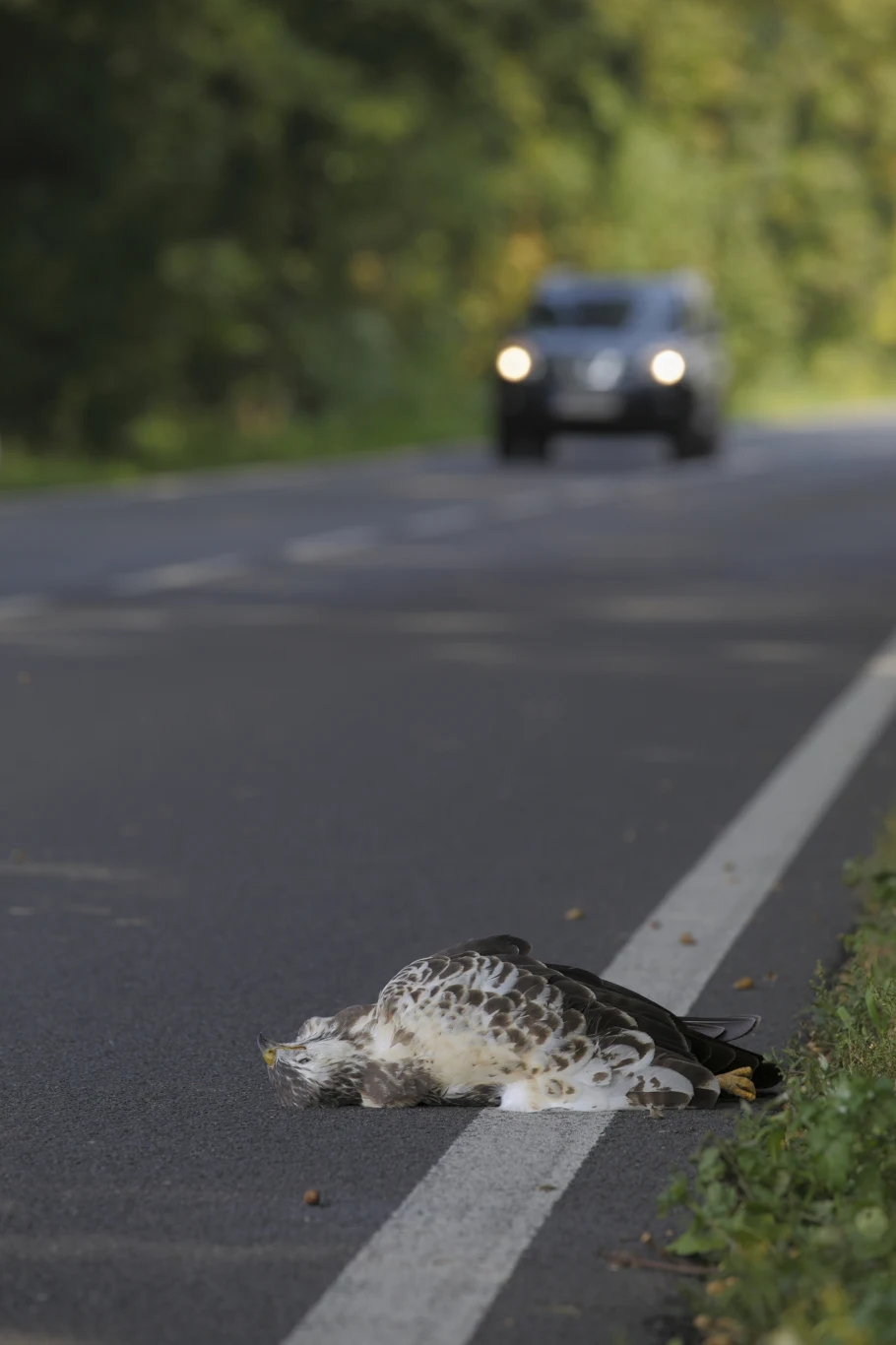 martwy ptak drapieżny leżący na poboczu asfaltowej drogi, w tle nadjeżdżający samochód