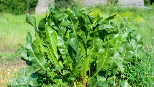 Posadź chrzan raz, będzie rósł latami. Warzywo, które samo się odnawia