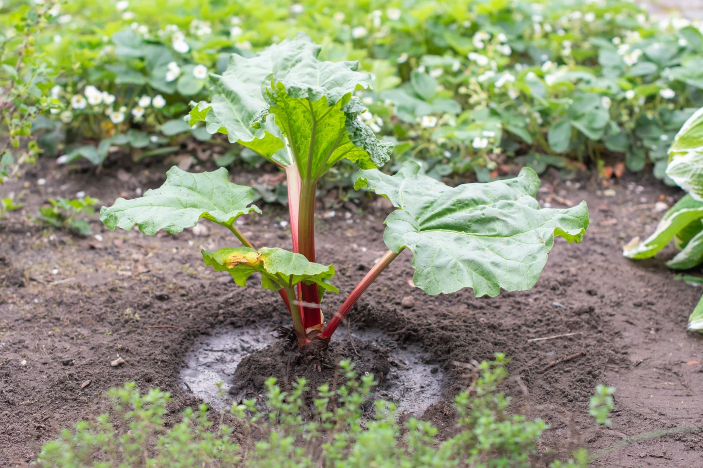 dorodna roślina rabarbaru z grubymi, czerwonymi łodygami i dużymi, zielonymi liśćmi rośnie w wilgotnej ziemi na grządce ogrodowej