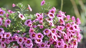 Posadź ją zamiast pelargonii, a ozdobi twój balkon