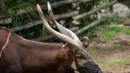 Eastern bongo (Tragelaphus eurycerus isaaci), also known as the mountain bongo.