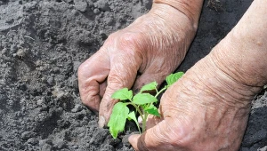 Sadzenie pomidorów do gruntu powinno odbyć się w drugiej połowie maja. 