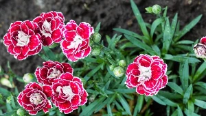 Goździki ogrodowe nie przepadają za nadmiernym podlewaniem. Kwitną dłużej posadzone w przepuszczalnej ziemi.