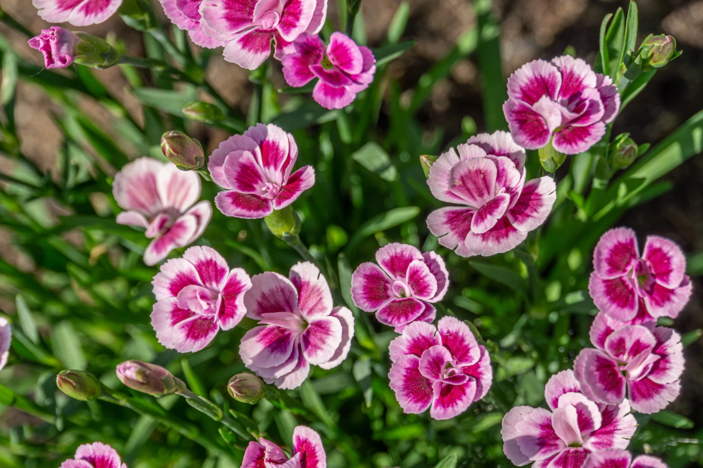gęsty bukiet różowych goździków z białymi obrzeżami płatków otoczony soczystozielonymi liśćmi na tle rozmytej ziemi