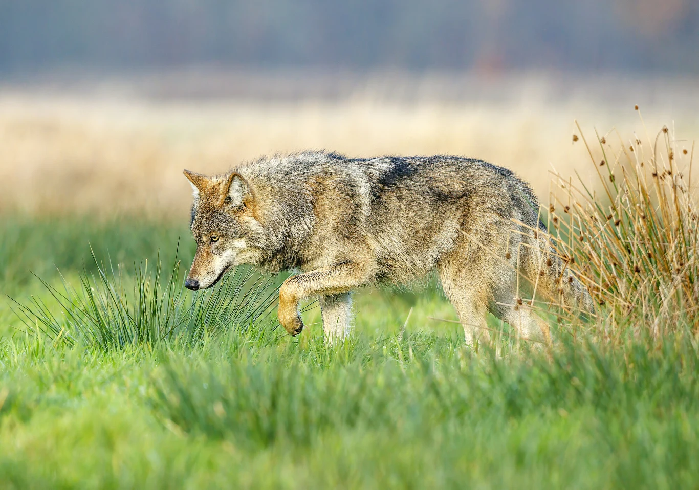 wilk o szarej sierści poruszający się ostrożnie przez zieloną trawę na otwartym, słonecznym terenie