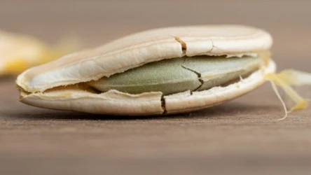 Garstka dziennie wystarczy. To "najbardziej kobiece" nasiona