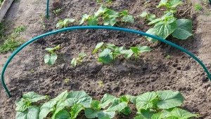 Po 1 łyżeczce do dołka. Ogórki będą rosły jak grzyby po deszczu