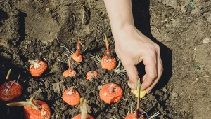 Bulwy mieczyków sadzi się wiosną, zazwyczaj od kwietnia do połowy maja.