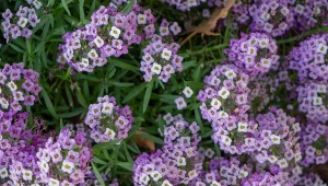 Posadź w maju, a ogród szybko nabierze koloru. Lista niezawodnych roślin