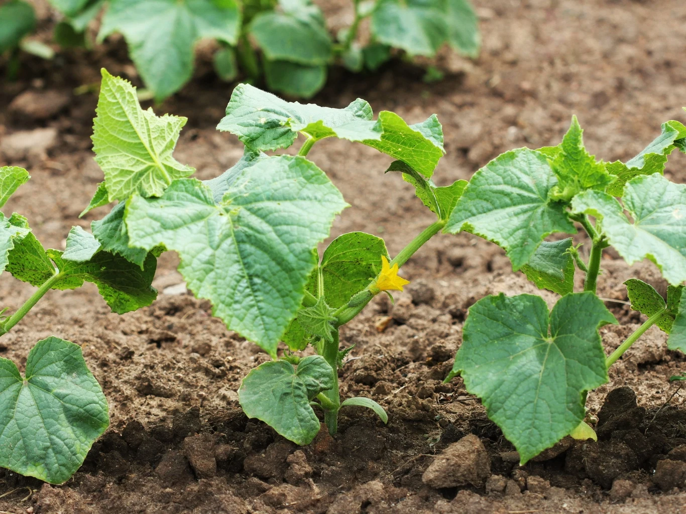 młode rośliny ogórka z jasnozielonymi liśćmi i żółtymi kwiatami rosnące w rzędach na wilgotnej, uprawionej ziemi