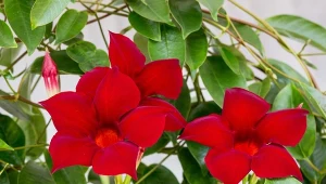 Sundavilla będzie kwitnąć na balkonie cały sezon - potrzebuje tylko dużo słońca i mało wody.