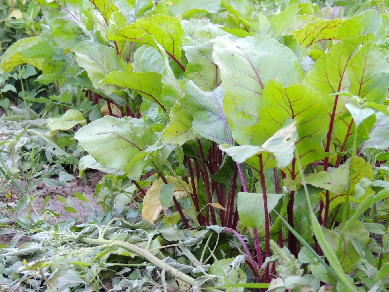 liście buraka o intensywnie zielonej barwie z wyraźnymi czerwonymi łodygami rosnące w gęstych kępach na grządce