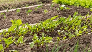 Co warto posiać obok buraków ćwikłowych?