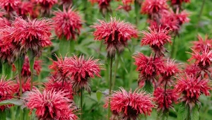 Jakie kwiaty posadzić w ogrodzie w maju? Pysznogówka zachwyca nie tylko kolorem. 