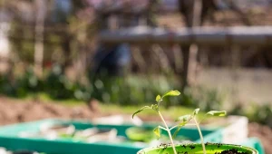 Pierwszy raz spryskaj po posadzeniu. Chroni i wzmacnia pomidory
