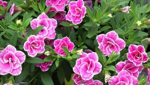 Zapomnij o pelargoniach. Ich następczyni zaskoczy kaskadami kwiatów