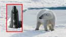 Niedźwiedź polarny "chciał zjeść" okręt podwodny USA