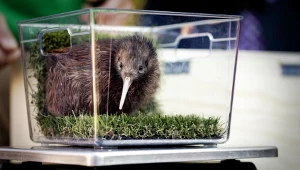 Kiwi nie ma ogona, ma słaby wzrok