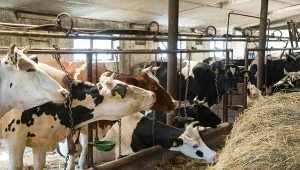 Projekt ustawy resortu rolnictwa może znacząco ograniczyć prawa obywateli do ochrony przed hałasem, czy niepożądanymi zapachami generowanymi z działalności rolniczej 