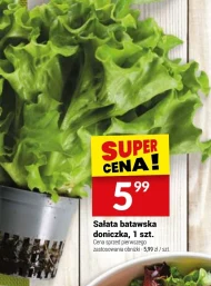 Sałata